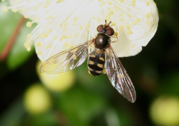 Episyrphus (Meliscaeva) auricollis: Dittero Syrphidae.